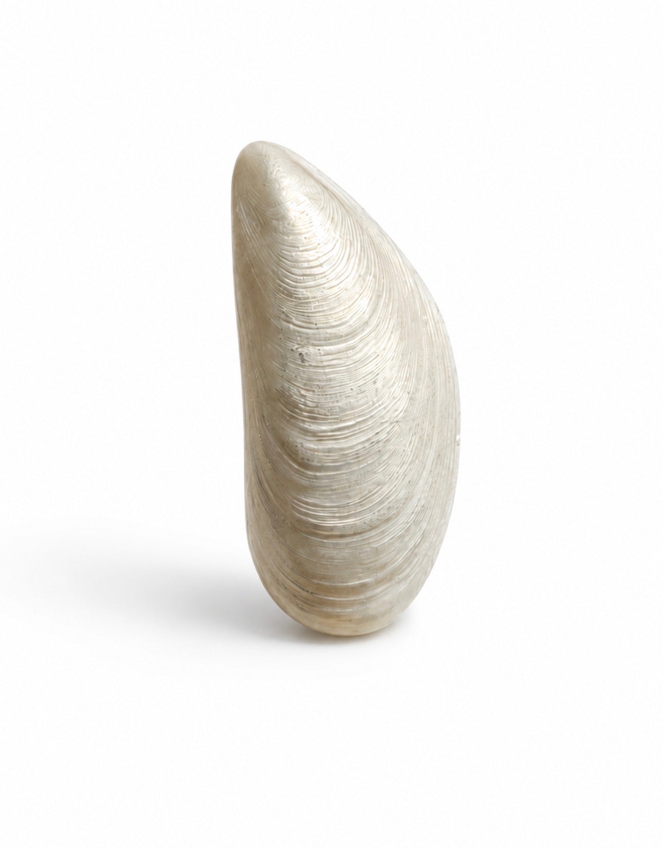 MUSSLE BROOCH
